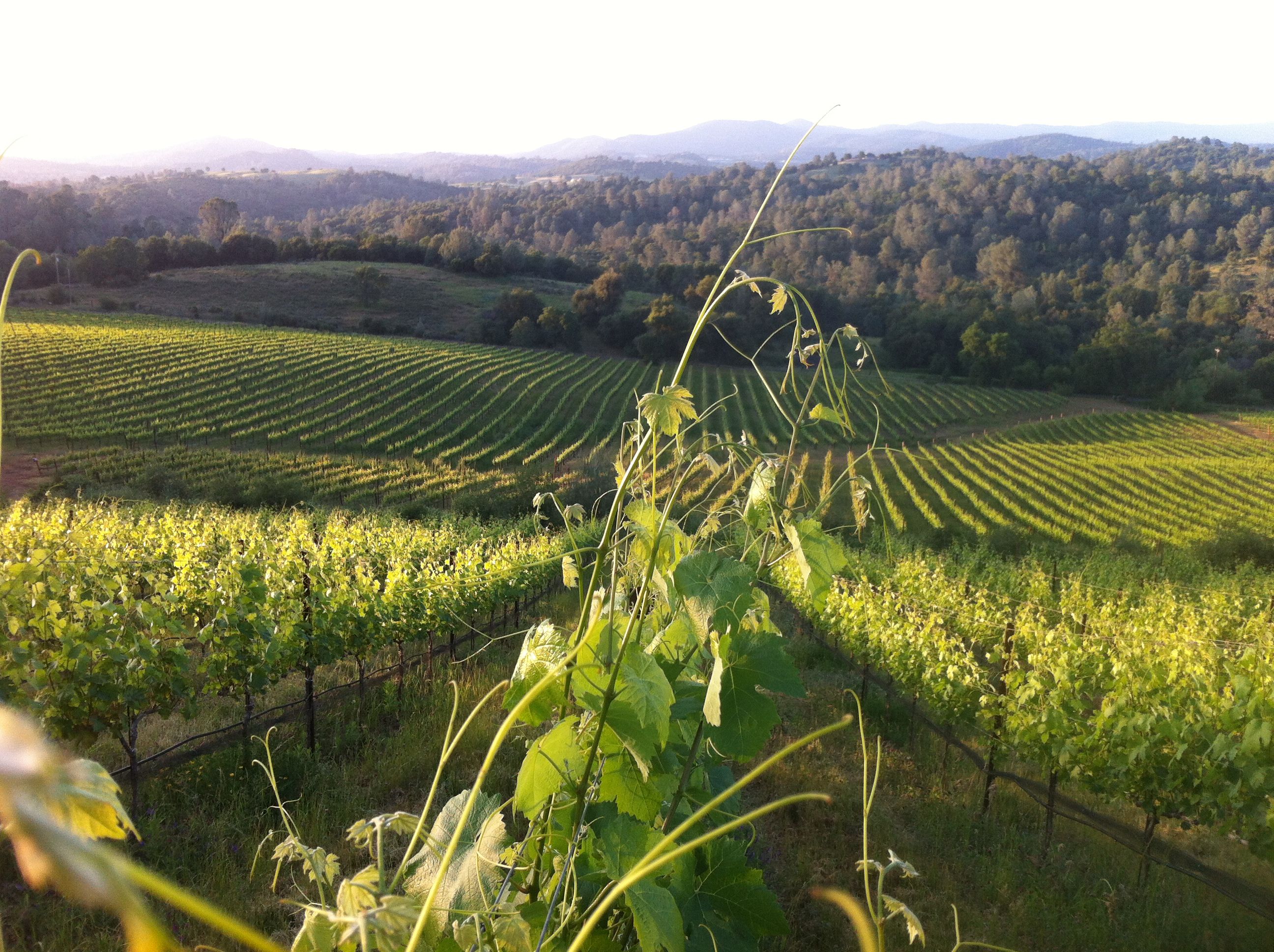 Gianelli Vineyards