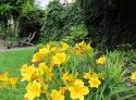 Daylillies