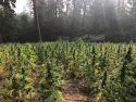 Pot plants found