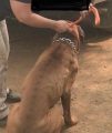 Dogs found at Illegal marijuana grow in Murphys area