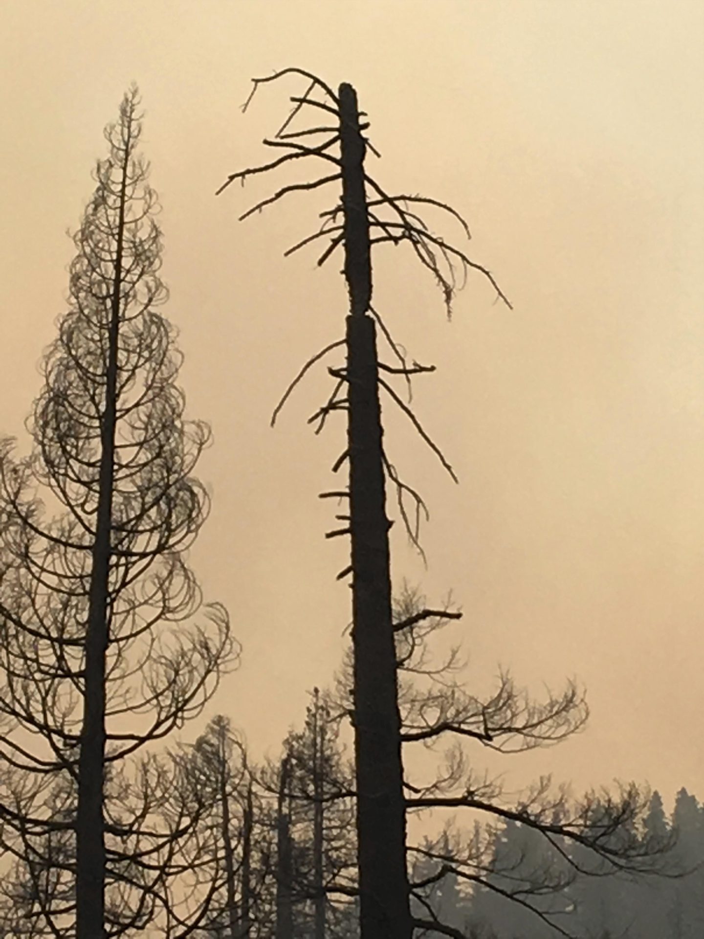 Additional Firefighters Arrive To Fight Donnell Fire - myMotherLode.com