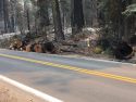 Donnell Fire hazard trees cleared along Hwy 108