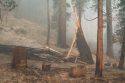Donnell Fire Impacts