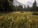 Moderate Smoke Level In Yosemite