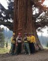 bennett juniper tree