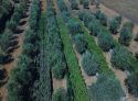 Pot plants found at illegal grow in Olive Tree orchard