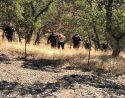 Calaveras County deputies lead arrestee Nicholas Kohring from Highway 26 Valley Springs residence CCSO Photo
