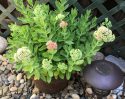 Help for Matilda The Plant