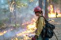 Hotshot firefighter on Mendocino Complex Fire