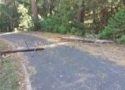 Dead tree falls on Calaveras County roadway