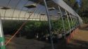Highway 26 Glencoe Marijuana Grow Raid Oct 18 2018 CCSO Photo