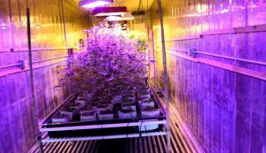 Chuckwagon Dr pot bust