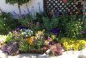 Planting Spring-Blooming Flowers