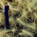 USDA Forest Service image of medusahead thatch with pen for scale