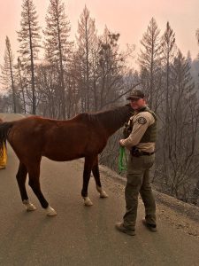 TCSO deputy helps to round up a horse found after the Camp Fire flames passed the Concow area in Butte County