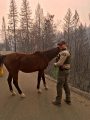 TCSO deputy helps to round up a horse found after the Camp Fire flames passed the Concow area in Butte County