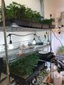 Pot plants found in Mountain Ranch bust