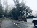 Tree Blocking Lama Hisum Road