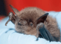 Protecting Bats Ahead Of Bridge Work