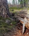 Fallen tree on the Stanislaus National Forest