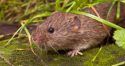 A Vole tunnels under the snow pack in winter, but remain above ground unlike a mole