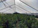 Greenhouse filled with illegal marijuana