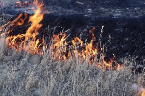 Vegetation Fire