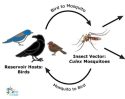 Calaveras County Second West Nile Virus Human Case