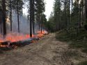 Month Long Prescribed Burn In Forest