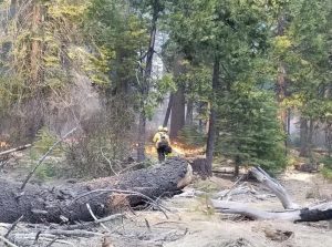 Prescribed Fire Near Calaveras Big Trees State Park
