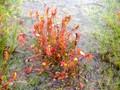 Sundews