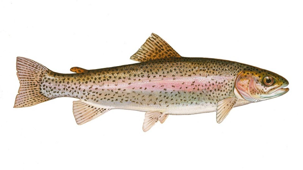 trout fish