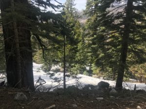 Snow near Donnell Vista - April 25, 2020