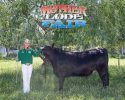 Mother Lode Fair Livestock Auction Will Be In Person Mother Lode Fair Livestock Auction Will Be In Person