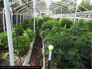 Grow bust grow house 400-block of Blossom Ln Railroad Flat June 2020