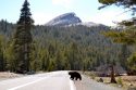 Yosemite Visitation Falls 48-percent During Year Of COVID-19