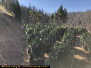 Grow Bust off Story Road July 30 2020 CCSO Photo