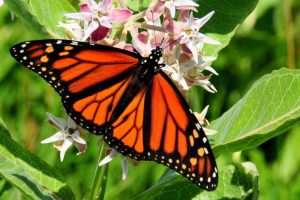 Monarch butterfly on showy milkweed