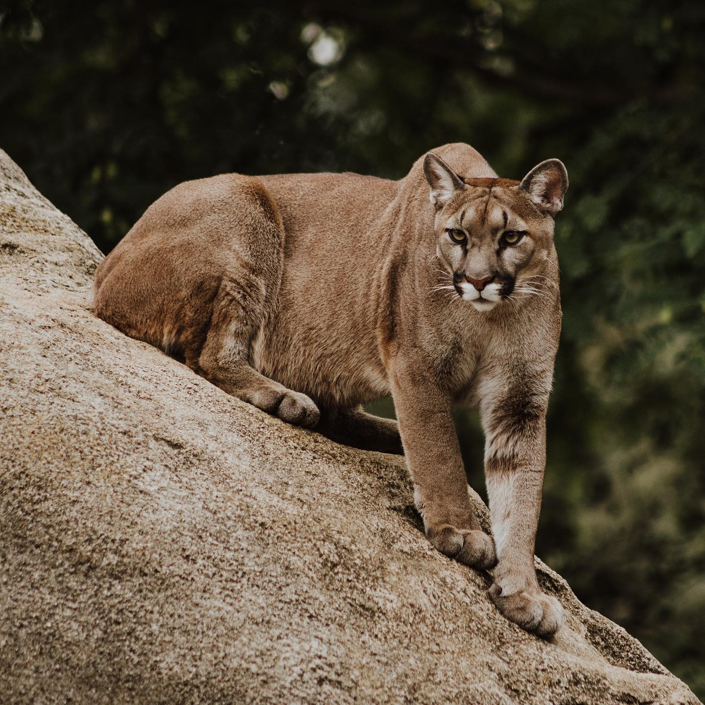 Mountain Lion Sightings In Sonora MyMotherLode