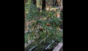 Gardening in Pots