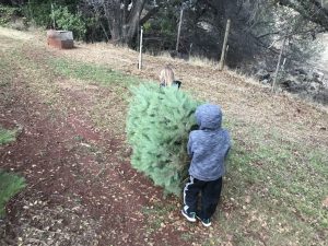 Carrying Away The Christmas Tree