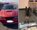 K9 Sniffs Out Drugs And Stolen Weapon K9 Sniffs Out Drugs And Stolen Weapon