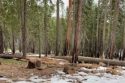 Yosemite Preparing For Prescribed Burning Season Yosemite Preparing For Prescribed Burning Season