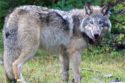 Mother Lode State Senator Working To Reduce Wolf And Rancher Conflict