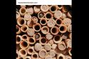 Ideal Neighbor For The Home Gardener, The Mason Bee