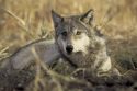 Rare Gray Wolf Now In Mono County Rare Gray Wolf Now In Mono County