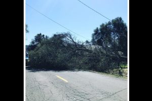 TCFD Photo of Engine 511 is currently at scene on Paseo de los Portales Road in the Crystal Falls area of a tree into power lines.