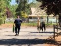 CHP Corral Runaway Llama On Highway 49 CHP Corral Runaway Llama On Highway 49