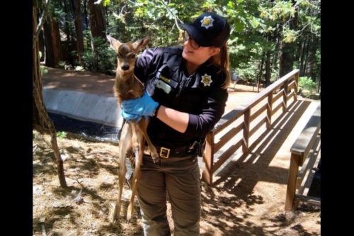 Tuolumne County Animal Control officer aiding a fawn
