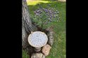 In Love With A Stunning Garden Plant, Lavender